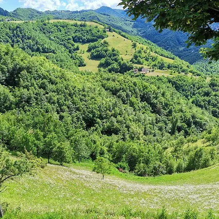 Bosco Stellato *